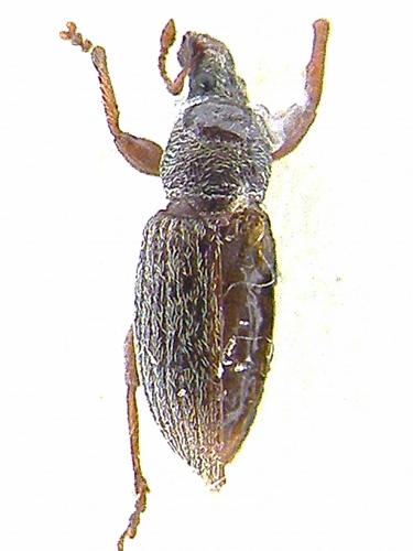 Réf. 65 409 : Polydrusus marginatus