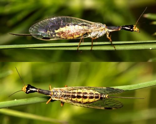 Réf. 65 574 : Ornatoraphidia flavilabris