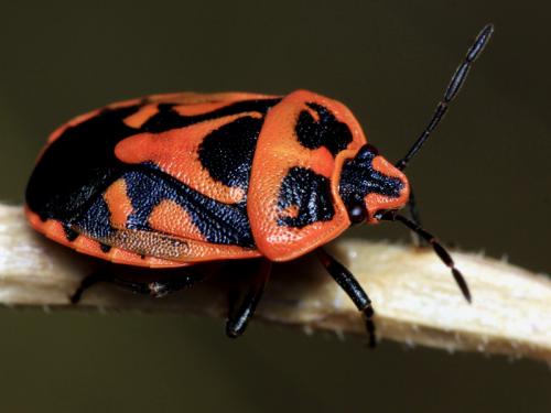 Eurydema fieberi