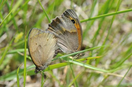 Maniola jurtina