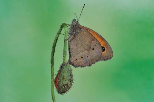 Maniola jurtina