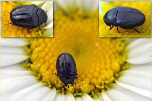 Réf. 65 359 : Orphilus sp.