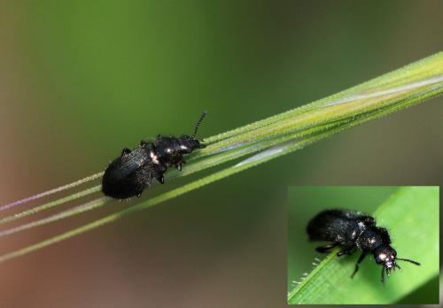 Réf. 65 320 : Dasytes tristiculus