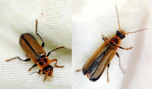 Cantharis terminata