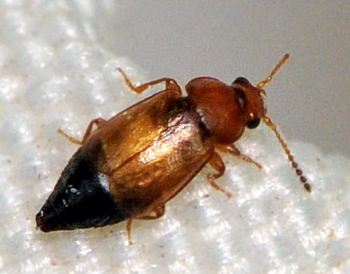 Réf. 65 380 : Eusphalerum sp.