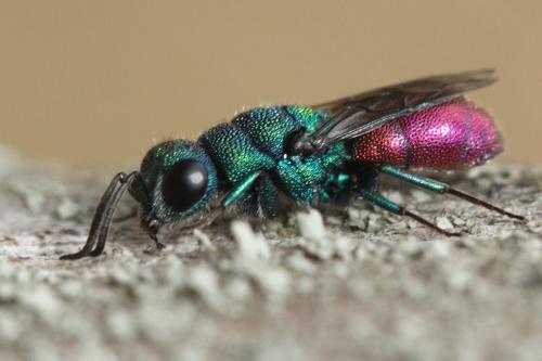 Chrysis sp.