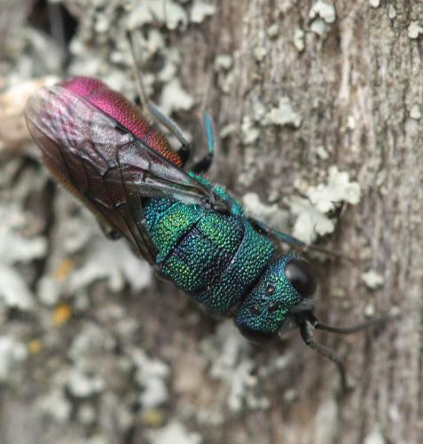 Réf. 65 973 : Chrysis sp.
