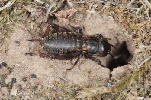 Réf. 65 159 : Gryllus campestris