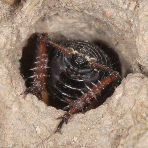 Gryllus campestris