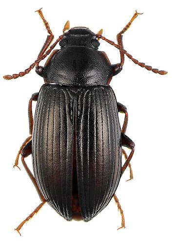 Nalassus dryadophilus