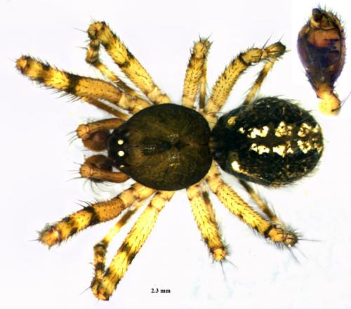 Réf. 65 305 : Theridion sp.