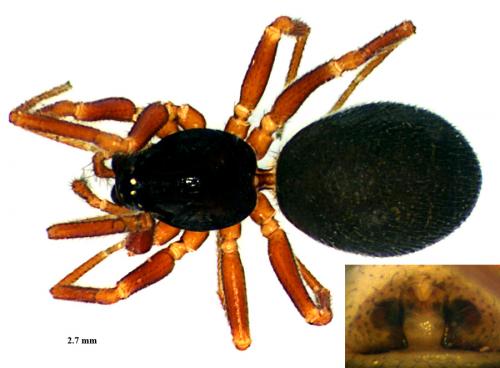 Walckenaeria unicornis