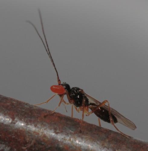 Réf. 65 640 : Aphaereta sp.