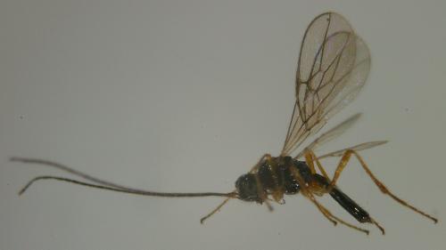 Réf. 65 641 : Aphaereta sp.