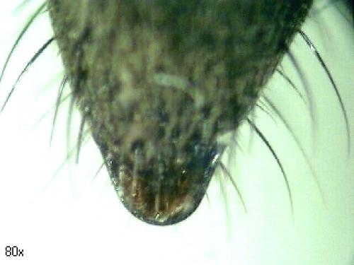 Anoplius sp.