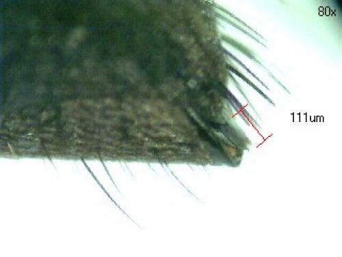 Réf. 65 982 : Anoplius sp.