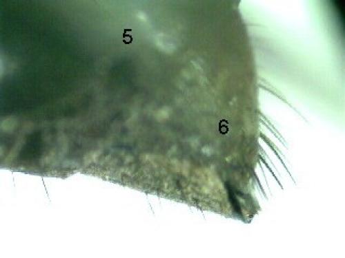 Réf. 65 984 : Anoplius sp.