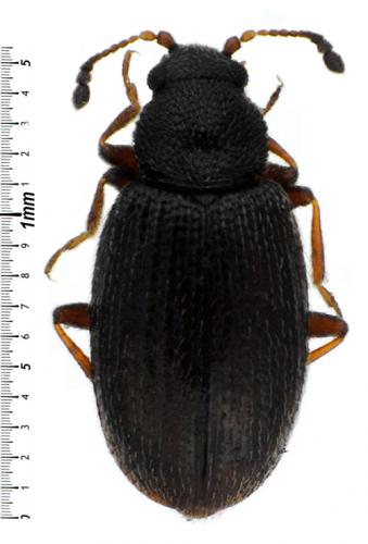 Corticarina parvula