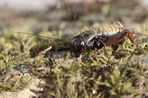Réf. 65 161 : Gryllus campestris