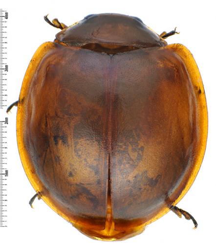 Exochomus quadripustulatus