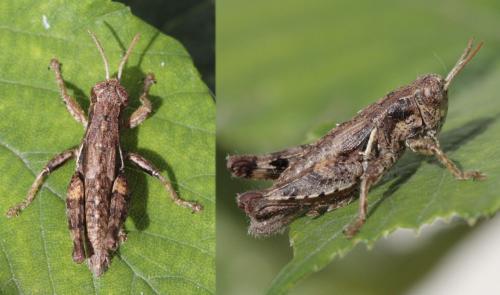 Pezotettix giornae