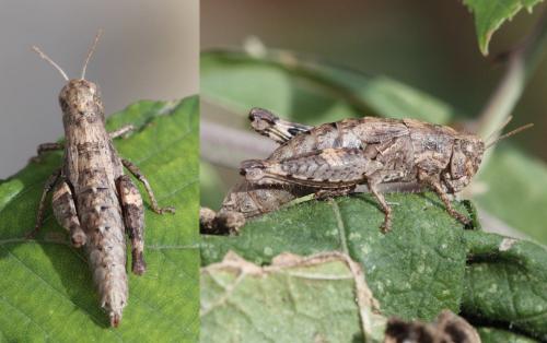 Pezotettix giornae