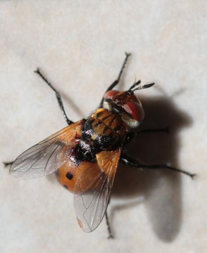 Gymnosoma sp.
