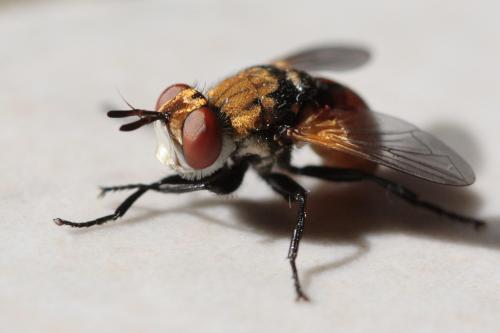 Gymnosoma sp.