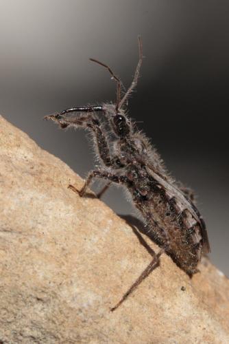 Réf. 65 643 : Coranus sp.