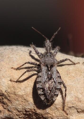 Réf. 65 644 : Coranus sp.
