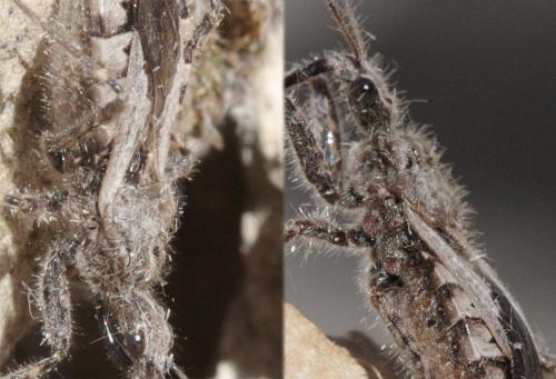 Réf. 65 685 : Coranus sp.