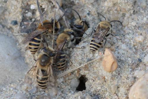 Colletes hederae