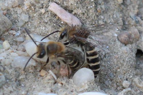 Colletes sp.