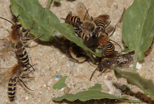 Colletes hederae