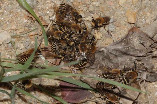 Colletes hederae