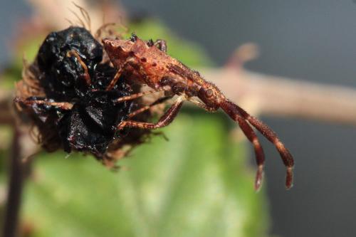 Coreus marginatus