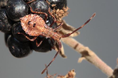Coreus marginatus
