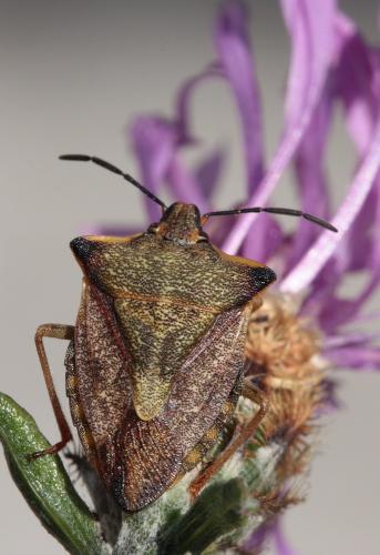 Carpocoris mediterraneus atlanticus