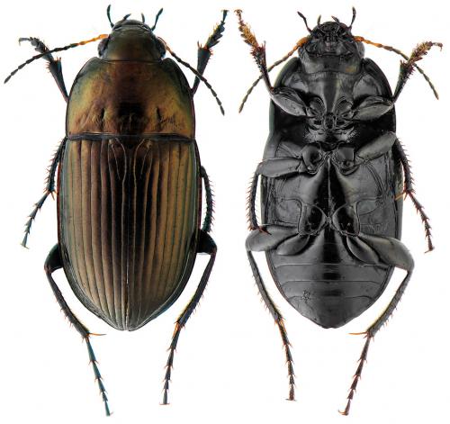 Amara eurynota