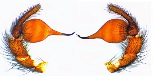 Segestria bavarica