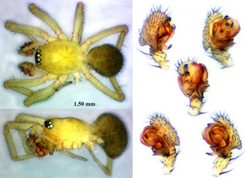 Centromerus brevipalpus