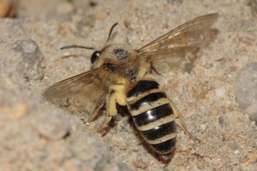 Colletes hederae