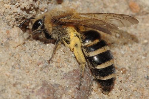 Colletes hederae