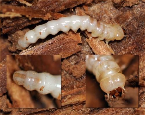 Nacerdes sp.