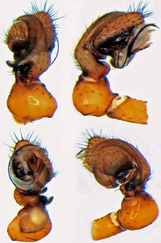 Gonatium rubellum