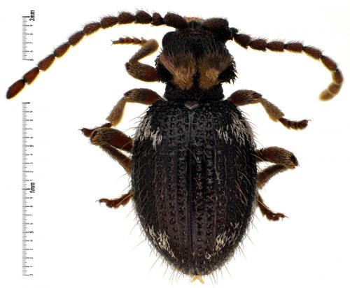 Réf. 65 784 : Ptinus bidens