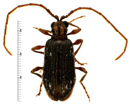 Réf. 65 785 : Ptinus bidens