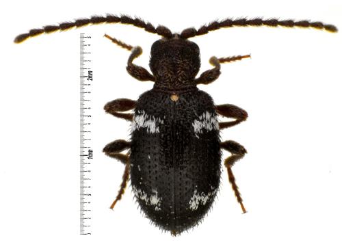 Réf. 65 786 : Ptinus sp.