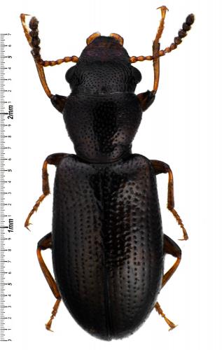 Réf. 65 970 : Sphaeriestes exsanguis
