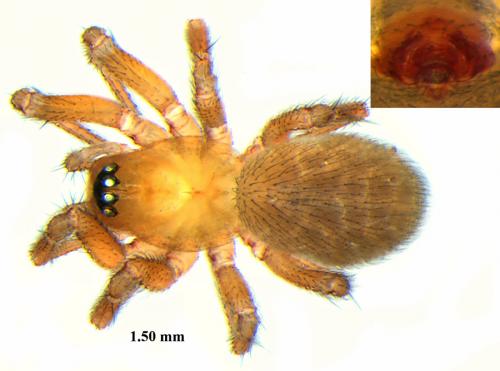 Centromerus brevipalpus
